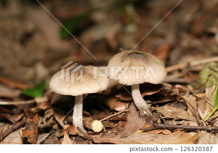 A mushroom growing on the fallen leaves of a forest (macro-photographed with a flash in the natural environment) 126320387