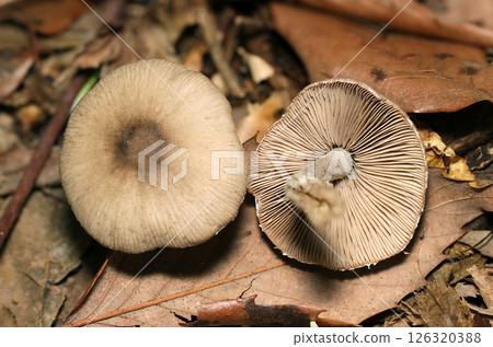 Image of the front and back caps and gills of the oyster mushroom (macro strobe photography in natural environment) Image of the front and back caps and gills of the oyster mushroom (macro strobe photography in natural environment) 126320388