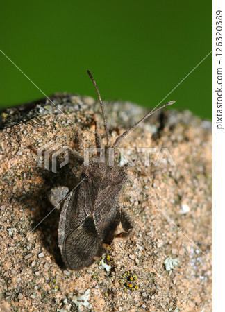 A black-brown, wide, flat adult ground cherry bug (macrophotographed in a natural environment) A black-brown, wide, flat adult ground cherry bug (macrophotographed in a natural environment) 126320389