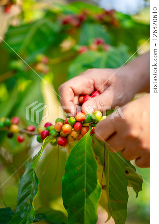 Close up hand harvest red ripe coffee seed robusta arabica berry harvesting coffee farm. Hand people harvest coffee bean ripe Red berries plant fresh seed coffee tree growth in green eco organic farm 126320610