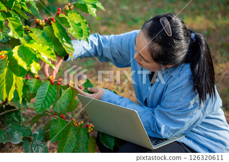 Harvest coffee bean ripe Red berries typing laptop computer check quality control plant coffee tree. Smart farmer using laptop in green coffee farm sustainable quality control agriculture technology Harvest coffee bean ripe Red berries typing laptop computer check quality control plant coffee tree. Smart farmer using laptop in green coffee farm sustainable quality control agriculture technology 126320611