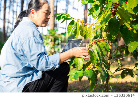 Harvest coffee bean ripe Red berries typing laptop computer check quality control plant coffee tree. Smart farmer using laptop in green coffee farm sustainable quality control agriculture technology 126320614