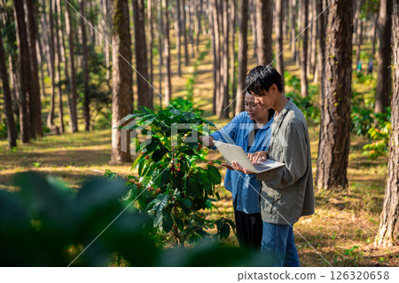 Harvest coffee bean ripe Red berries typing laptop computer check quality control plant coffee tree. Smart farmer using laptop in green coffee farm sustainable quality control agriculture technology 126320658