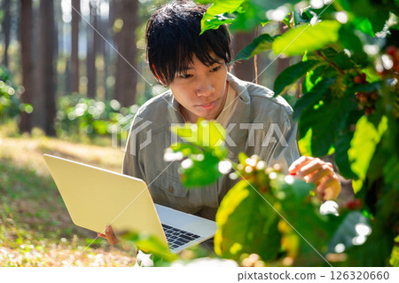 Harvest coffee bean ripe Red berries typing laptop computer check quality control plant coffee tree. Smart farmer using laptop in green coffee farm sustainable quality control agriculture technology 126320660
