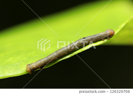 蒿蛾幼蟲，其特徵是頭部呈橙色，背部有黑色斑紋（自然環境中的閃光燈微距攝影） 126320708