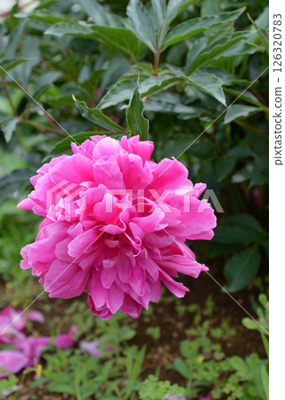 Peony (Red Sleeves) 126320783