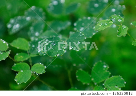 Eco image: Water droplets on a larch Eco image: Water droplets on a larch 126320912