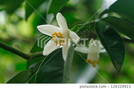 春天盛開的白色夏季橙色花朵 126320913