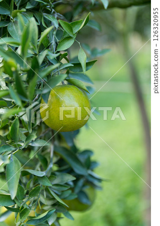 Business concept nature revolves around citrus orchard orange tree are growing, vibrant fruit organic lush leaves creating stunning background, green garden of thriving crop ripe laden with branches Business concept nature revolves around citrus orchard orange tree are growing, vibrant fruit organic lush leaves creating stunning background, green garden of thriving crop ripe laden with branches 126320955
