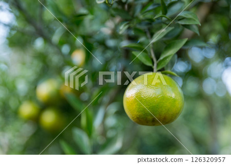 Business concept nature revolves around citrus orchard orange tree are growing, vibrant fruit organic lush leaves creating stunning background, green garden of thriving crop ripe laden with branches Business concept nature revolves around citrus orchard orange tree are growing, vibrant fruit organic lush leaves creating stunning background, green garden of thriving crop ripe laden with branches 126320957