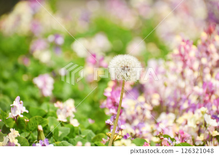 Dandelion fluff found in a spring field Dandelion fluff found in a spring field 126321048