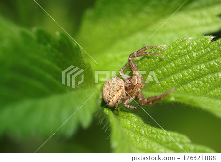 A brown-mottled crab spider on a fresh green leaf (macro strobe photography in natural environment) 126321088