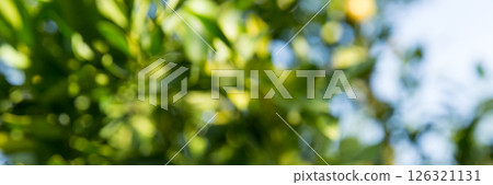 Business concept nature revolves around citrus orchard orange tree are growing, vibrant fruit organic lush leaves creating stunning banner background green garden of thriving crop ripe laden branches 126321131