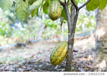 Cocoa tree with concept harvest agricultural business product fruit tree farm with green, yellow, orange, brown, red cocoa pod hanging on tree with ripe lush floor farmer Cocoa to Chocolate of people Cocoa tree with concept harvest agricultural business product fruit tree farm with green, yellow, orange, brown, red cocoa pod hanging on tree with ripe lush floor farmer Cocoa to Chocolate of people 126321159