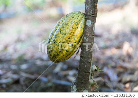 Cocoa tree with concept harvest agricultural business product fruit tree farm with green, yellow, orange, brown, red cocoa pod hanging on tree with ripe lush floor farmer Cocoa to Chocolate of people 126321160