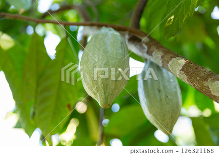 Cocoa tree with concept harvest agricultural business product fruit tree farm with green, yellow, orange, brown, red cocoa pod hanging on tree with ripe lush floor farmer Cocoa to Chocolate of people Cocoa tree with concept harvest agricultural business product fruit tree farm with green, yellow, orange, brown, red cocoa pod hanging on tree with ripe lush floor farmer Cocoa to Chocolate of people 126321168