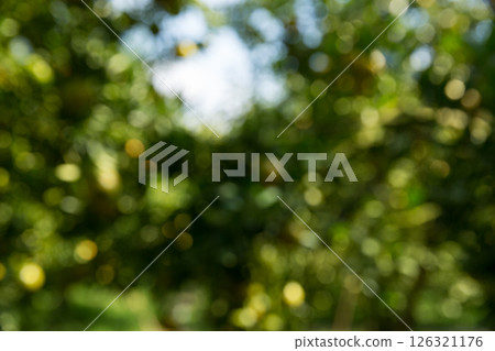 Business concept nature revolves around citrus orchard orange tree are growing, vibrant fruit organic lush leaves creating stunning background, green blur garden of thriving crop ripe laden branches 126321176