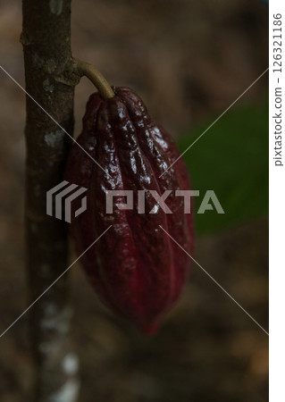 Cocoa tree with concept harvest agricultural business product fruit tree farm with green, yellow, orange, brown, red cocoa pod hanging on tree with ripe lush floor farmer Cocoa to Chocolate of people 126321186