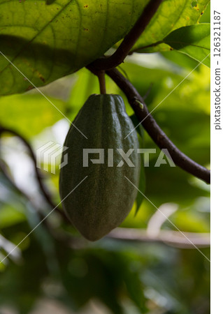 Cocoa tree with concept harvest agricultural business product fruit tree farm with green, yellow, orange, brown, red cocoa pod hanging on tree with ripe lush floor farmer Cocoa to Chocolate of people Cocoa tree with concept harvest agricultural business product fruit tree farm with green, yellow, orange, brown, red cocoa pod hanging on tree with ripe lush floor farmer Cocoa to Chocolate of people 126321187