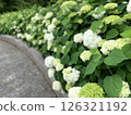 雨季路邊盛開的白色繡球花 126321192