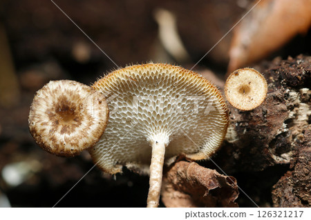 生長在樹林落葉土壤上的大、小網杉菇（笠飛騨自然環境中的微距攝影） 126321217