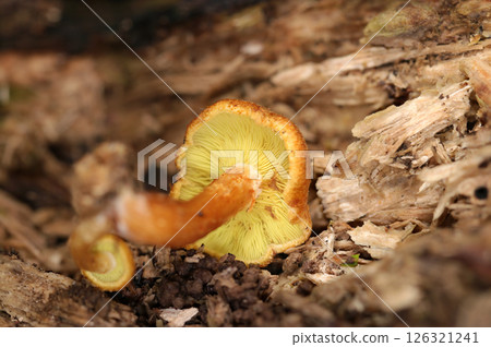 A close-up of the underside and yellow gills of a cute, round, yellow-brown Scutellaria mushroom (natural strobe macro photography) A close-up of the underside and yellow gills of a cute, round, yellow-brown Scutellaria mushroom (natural strobe macro photography) 126321241