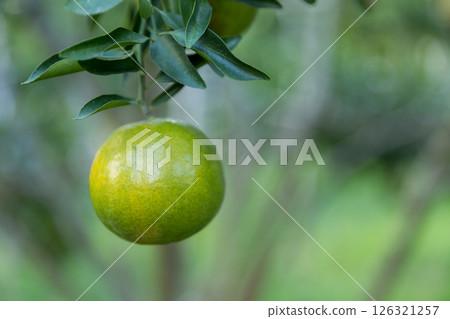 Business concept nature revolves around citrus orchard orange tree are growing, vibrant fruit organic lush leaves creating stunning background, green garden of thriving crop ripe laden with branches 126321257