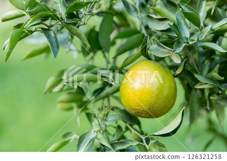 Business concept nature revolves around citrus orchard orange tree are growing, vibrant fruit organic lush leaves creating stunning background, green garden of thriving crop ripe laden with branches Business concept nature revolves around citrus orchard orange tree are growing, vibrant fruit organic lush leaves creating stunning background, green garden of thriving crop ripe laden with branches 126321258