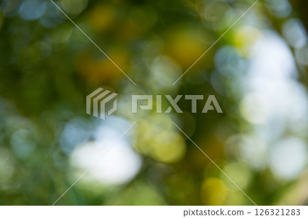 Business concept nature revolves around citrus orchard orange tree are growing, vibrant fruit organic lush leaves creating stunning background, green blur garden of thriving crop ripe laden branches 126321283