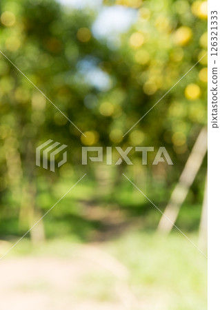Business concept nature revolves around citrus orchard orange tree are growing, vibrant fruit organic lush leaves creating stunning background, green blur garden of thriving crop ripe laden branches Business concept nature revolves around citrus orchard orange tree are growing, vibrant fruit organic lush leaves creating stunning background, green blur garden of thriving crop ripe laden branches 126321333
