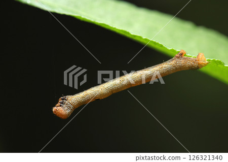 蒿蛾幼蟲,其特徵是頭部呈橙色,背部有黑色斑紋(自然環境中的閃光燈微距攝影) 蒿蛾幼蟲,其特徵是頭部呈橙色,背部有黑色斑紋(自然環境中的閃光燈微距攝影) 126321340