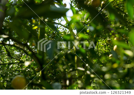 Business concept nature revolves around citrus orchard orange tree are growing, vibrant fruit organic lush leaves creating stunning background, green blur garden of thriving crop ripe laden branches 126321349