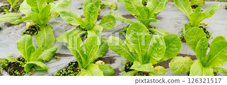 Smart farming techniques hydroponic salad vegetables red oak green lettuce ensuring fresh sustainable produce fresh produce sustainable agriculture promotes healthy eating support local community. Smart farming techniques hydroponic salad vegetables red oak green lettuce ensuring fresh sustainable produce fresh produce sustainable agriculture promotes healthy eating support local community. 126321517