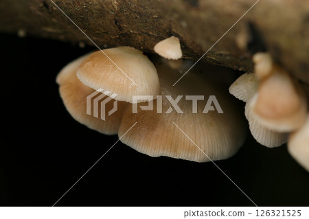 Chabiratake mushrooms growing in clusters on rotten wood (macro strobe photography in natural environment) 126321525