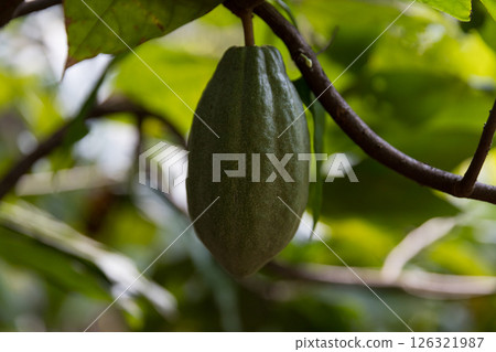 Cocoa tree with concept harvest agricultural business product fruit tree farm with green, yellow, orange, brown, red cocoa pod hanging on tree with ripe lush floor farmer Cocoa to Chocolate of people 126321987