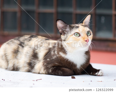 Close-up portrait of a calico cat with green eyes. 126322099