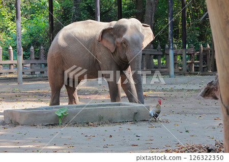瑯勃拉邦的綠色叢林公園 126322350