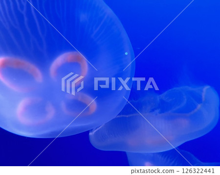 Jellyfish floating in the water tank 126322441