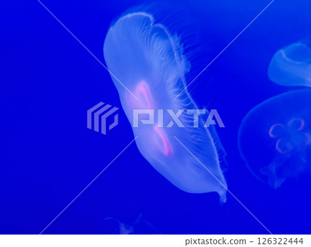 Drifting jellyfish 126322444