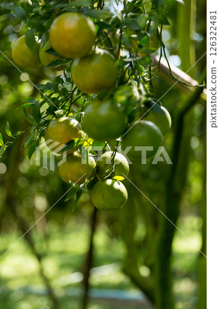 Business concept nature revolves around citrus orchard orange tree are growing, vibrant fruit organic lush leaves creating stunning background, green garden of thriving crop ripe laden with branches 126322481
