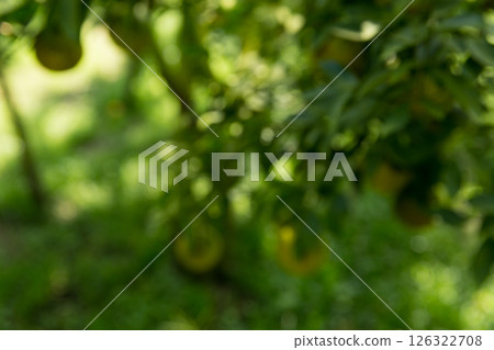 Business concept nature revolves around citrus orchard orange tree are growing, vibrant fruit organic lush leaves creating stunning background, green blur garden of thriving crop ripe laden branches 126322708
