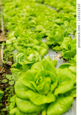 Smart farming techniques hydroponic salad vegetables red oak green lettuce ensuring fresh sustainable produce fresh produce sustainable agriculture promotes healthy eating support local community. Smart farming techniques hydroponic salad vegetables red oak green lettuce ensuring fresh sustainable produce fresh produce sustainable agriculture promotes healthy eating support local community. 126322810