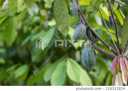 Cocoa tree with concept harvest agricultural business product fruit tree farm with green, yellow, orange, brown, red cocoa pod hanging on tree with ripe lush floor farmer Cocoa to Chocolate of people 126322824