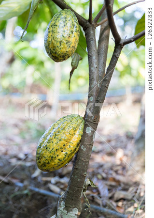 Cocoa tree with concept harvest agricultural business product fruit tree farm with green, yellow, orange, brown, red cocoa pod hanging on tree with ripe lush floor farmer Cocoa to Chocolate of people 126322833