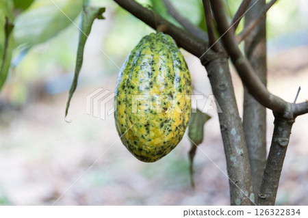 Cocoa tree with concept harvest agricultural business product fruit tree farm with green, yellow, orange, brown, red cocoa pod hanging on tree with ripe lush floor farmer Cocoa to Chocolate of people 126322834