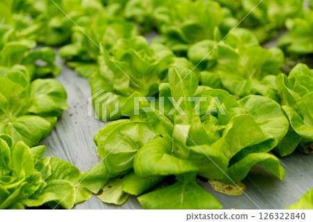 Smart farming techniques hydroponic salad vegetables red oak green lettuce ensuring fresh sustainable produce fresh produce sustainable agriculture promotes healthy eating support local community. Smart farming techniques hydroponic salad vegetables red oak green lettuce ensuring fresh sustainable produce fresh produce sustainable agriculture promotes healthy eating support local community. 126322840