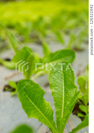 Smart farming techniques hydroponic salad vegetables red oak green lettuce ensuring fresh sustainable produce fresh produce sustainable agriculture promotes healthy eating support local community. Smart farming techniques hydroponic salad vegetables red oak green lettuce ensuring fresh sustainable produce fresh produce sustainable agriculture promotes healthy eating support local community. 126322842