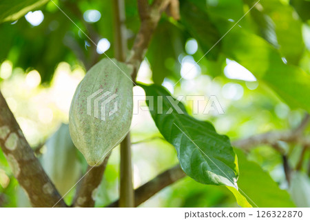 Cocoa tree with concept harvest agricultural business product fruit tree farm with green, yellow, orange, brown, red cocoa pod hanging on tree with ripe lush floor farmer Cocoa to Chocolate of people Cocoa tree with concept harvest agricultural business product fruit tree farm with green, yellow, orange, brown, red cocoa pod hanging on tree with ripe lush floor farmer Cocoa to Chocolate of people 126322870