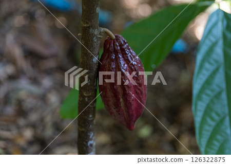 Cocoa tree with concept harvest agricultural business product fruit tree farm with green, yellow, orange, brown, red cocoa pod hanging on tree with ripe lush floor farmer Cocoa to Chocolate of people Cocoa tree with concept harvest agricultural business product fruit tree farm with green, yellow, orange, brown, red cocoa pod hanging on tree with ripe lush floor farmer Cocoa to Chocolate of people 126322875