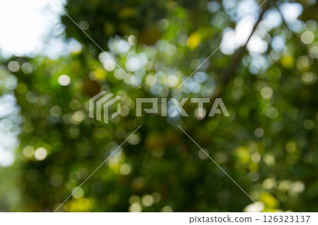 Business concept nature revolves around citrus orchard orange tree are growing, vibrant fruit organic lush leaves creating stunning background, green blur garden of thriving crop ripe laden branches 126323137
